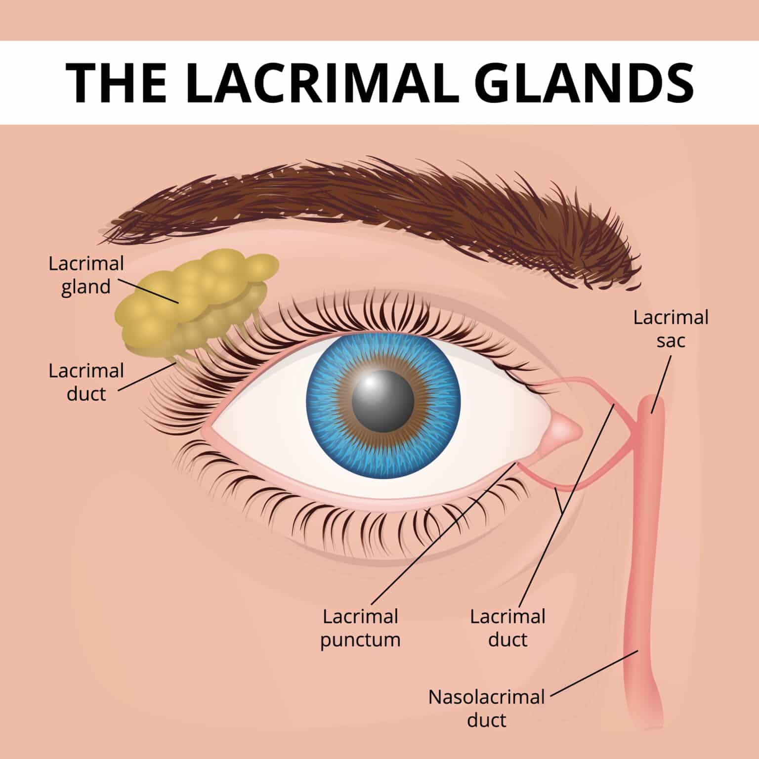 what-are-tear-duct-and-eye-socket-disorders-takle-eye-group