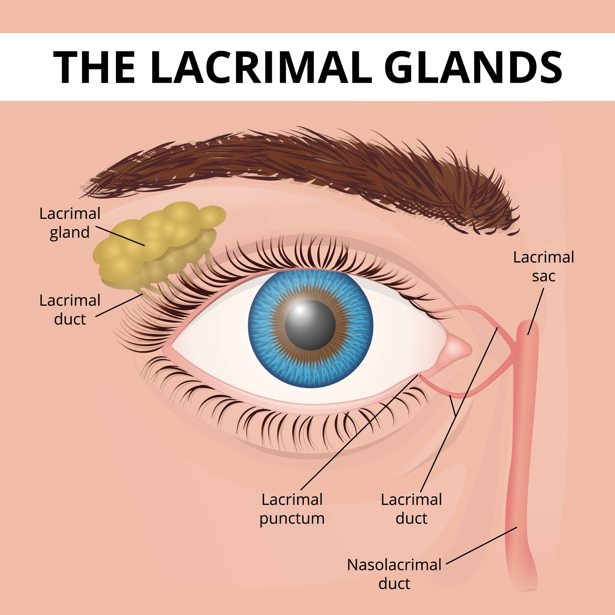 What are Tear Duct and Eye Socket Disorders? | Takle Eye Group